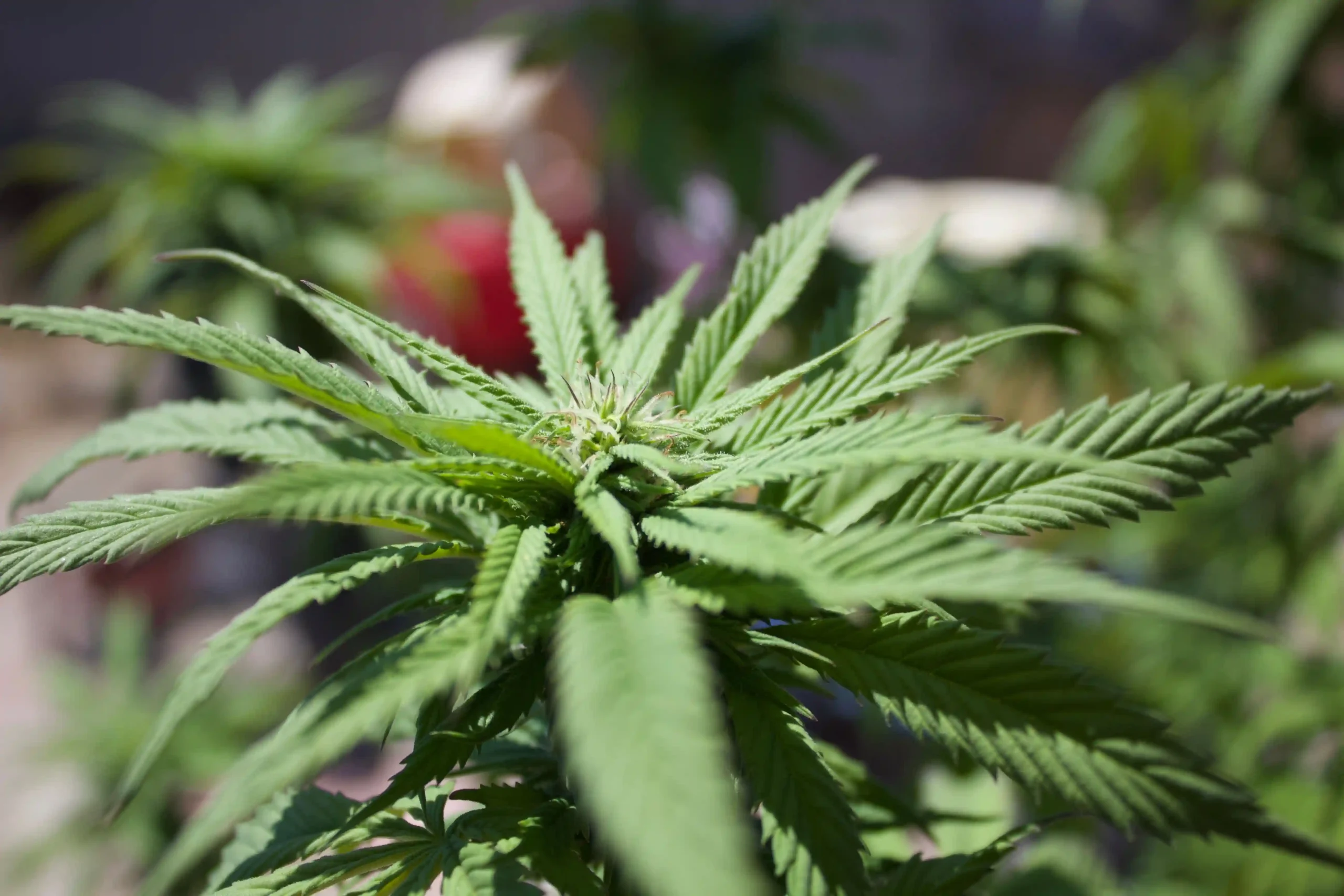 Nucleus Dispensary, certified dispensary, Manhattan