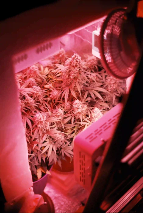 The Anatomy of Premium Flower- From Legacy Roots to Lab-Tested Retail